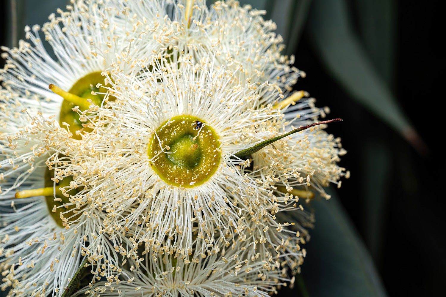 flor de eucalipto