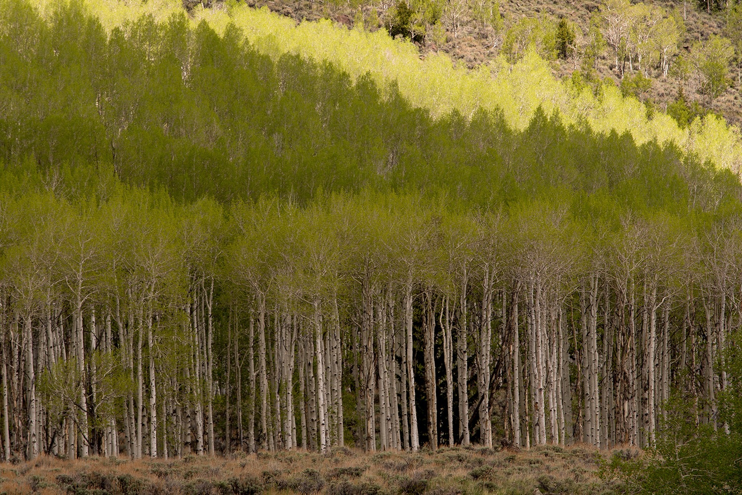 Pando: uma árvore que vale por toda uma floresta