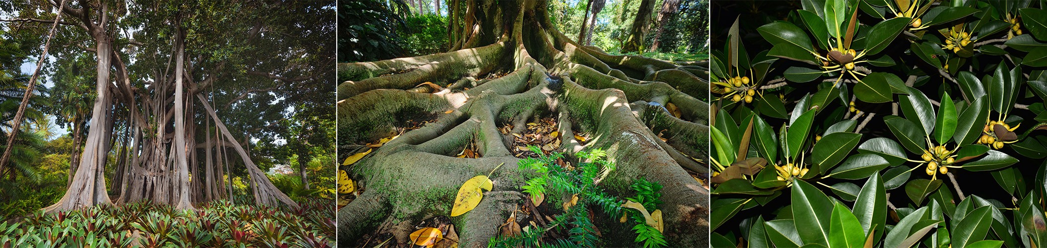 Raízes e folhas da figueira-estranguladora (espécie Ficus macrophylla)