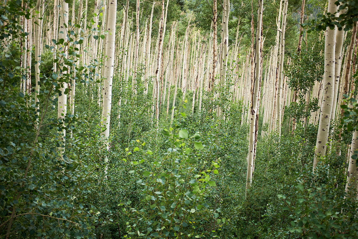 Floresta Pando: um único organismo que partilha genética e raiz