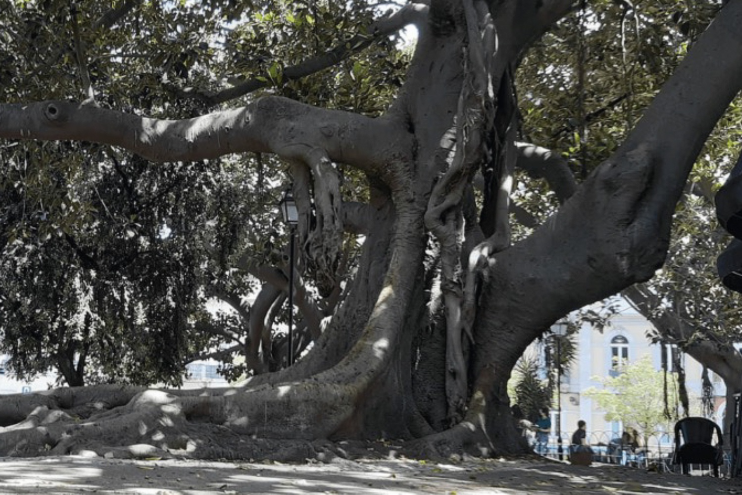 Figueira-estranguladora (Ficus macrophylla) no Príncipe Real, Lisboa