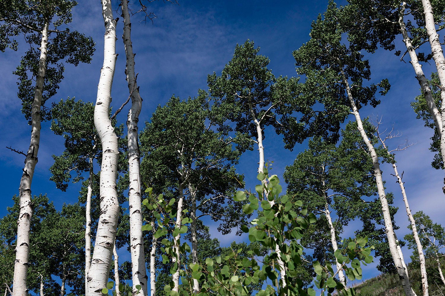 Floresta Pando, o maior e mais antigo sistema de árvores clonais