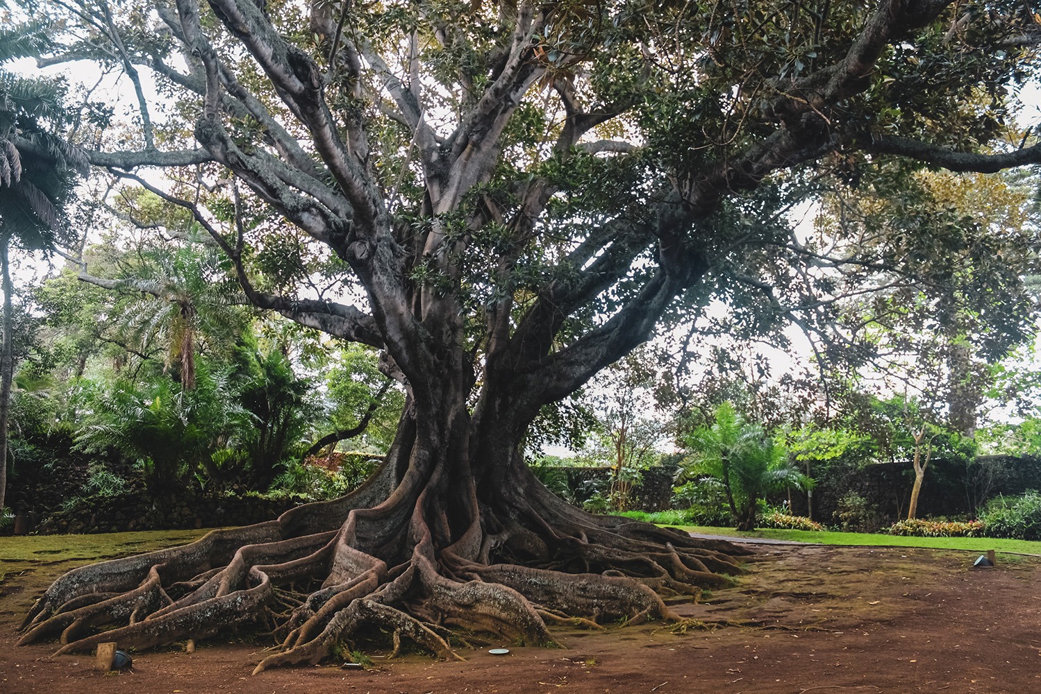 Figueira-estranguladora (Ficus macrophylla), Jardim António Borges, Açores