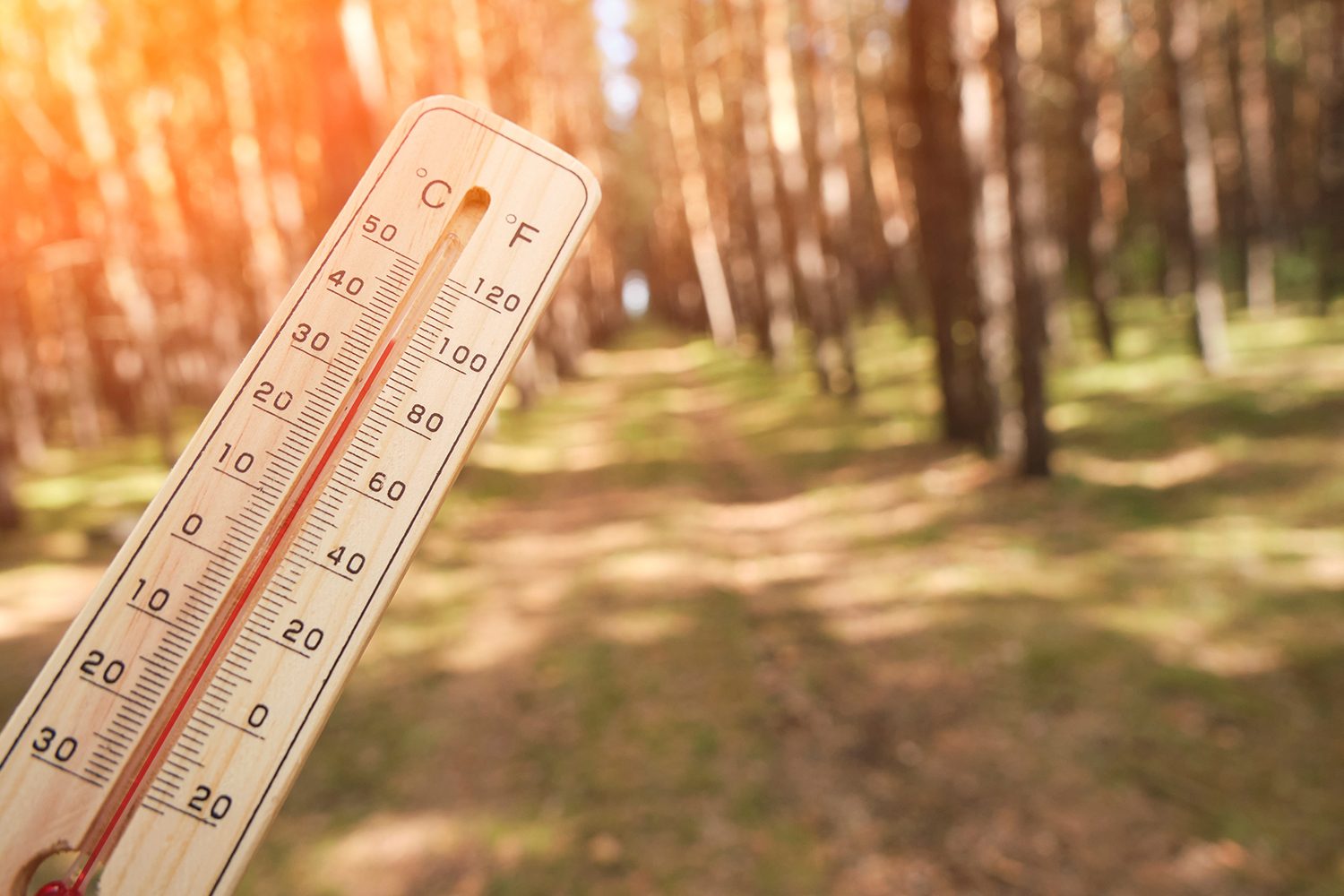 Carbono no solo florestal resiste à conjugação de mais temperatura e azoto