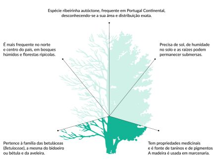 Amieiro-ibérico: o que o caracteriza