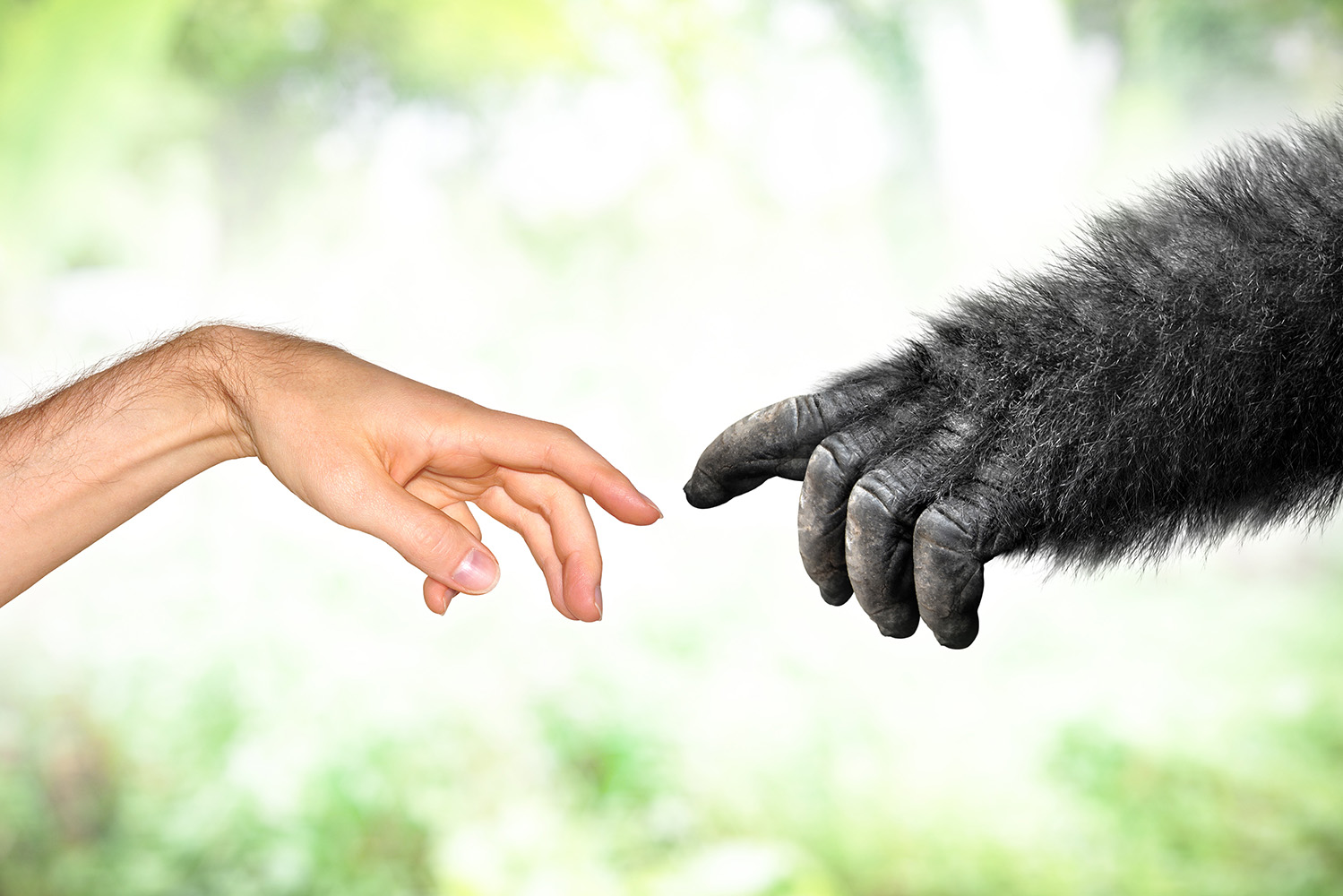 Taxonomia: foi Lineu que nomeou a espécie Homo Sapiens