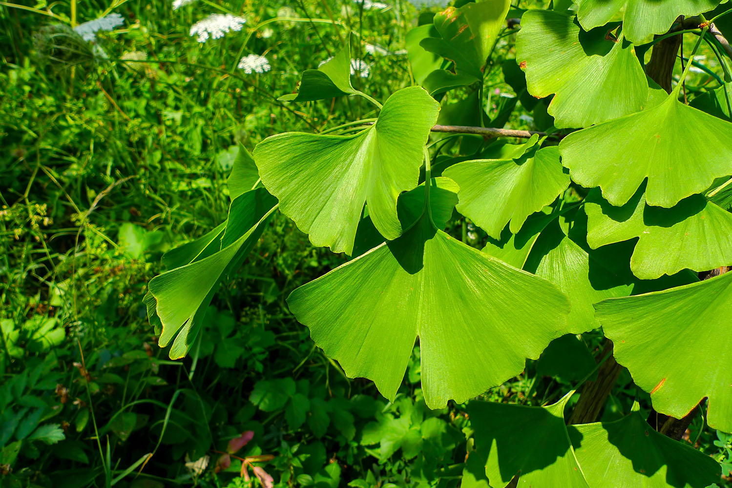 Taxonomia: no sistema binomial, o segundo nome pode referir uma característica da planta