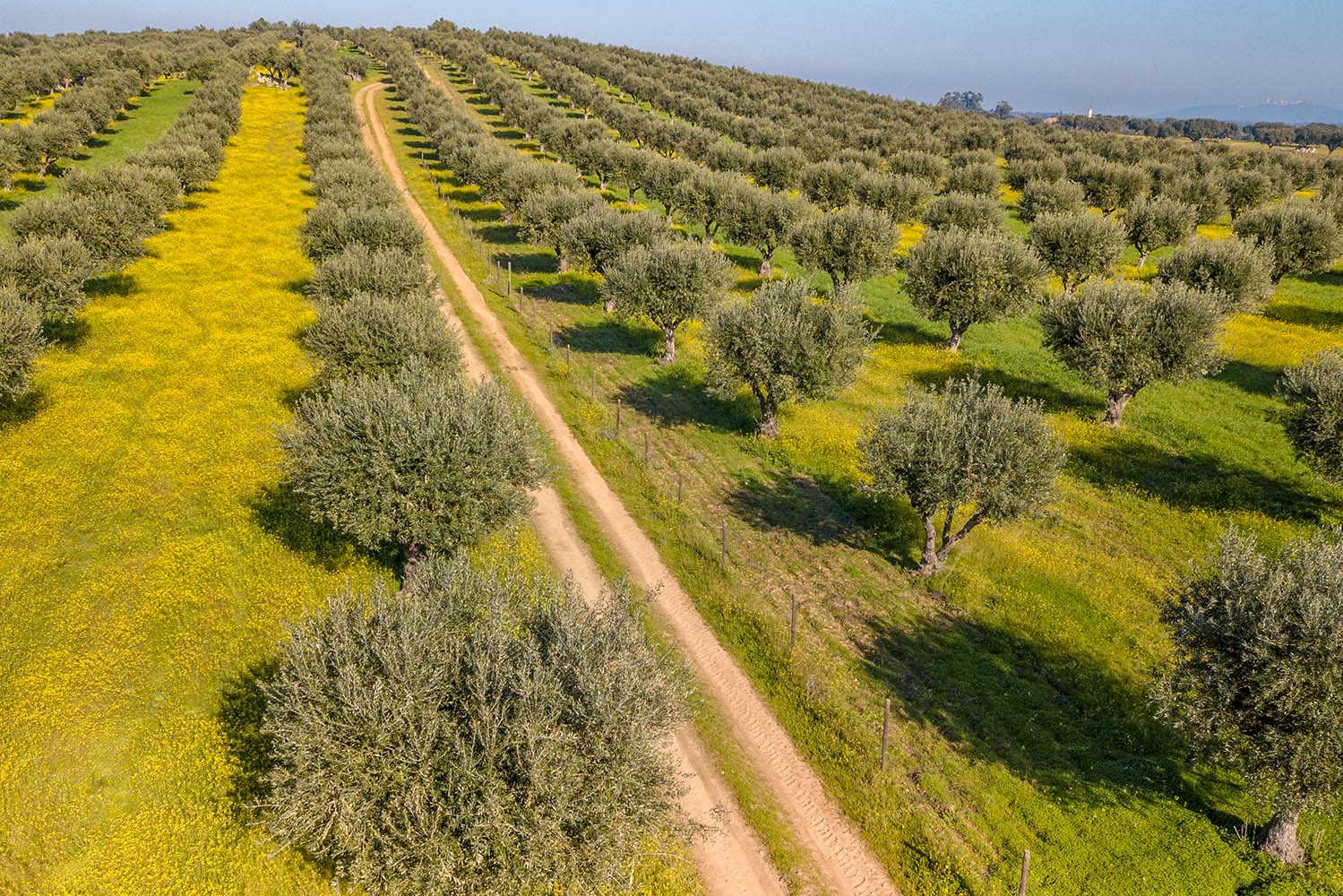 Taxonomia vegetal: a oliveira domesticada para produzir azeite é uma variedade da espécie silvestre