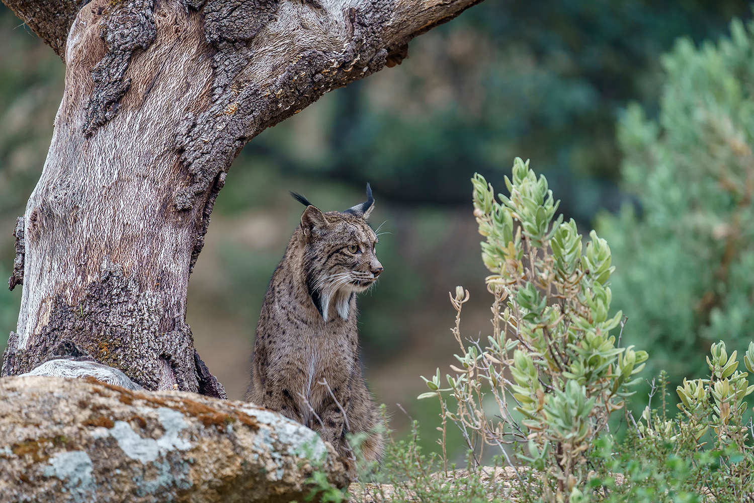 Em 2025, o lince-ibérico já não está Em Perigo de extinção graças aos esforços de conservação