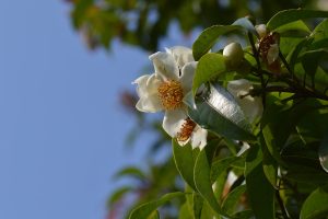 Árvore-de-Franklin está Extinta na Natureza. Só existe em jardins botânicos.