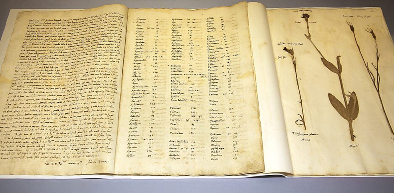 Andrea Cesalpino, um antecessor dos taxonomistas que descreveu 1500 plantas