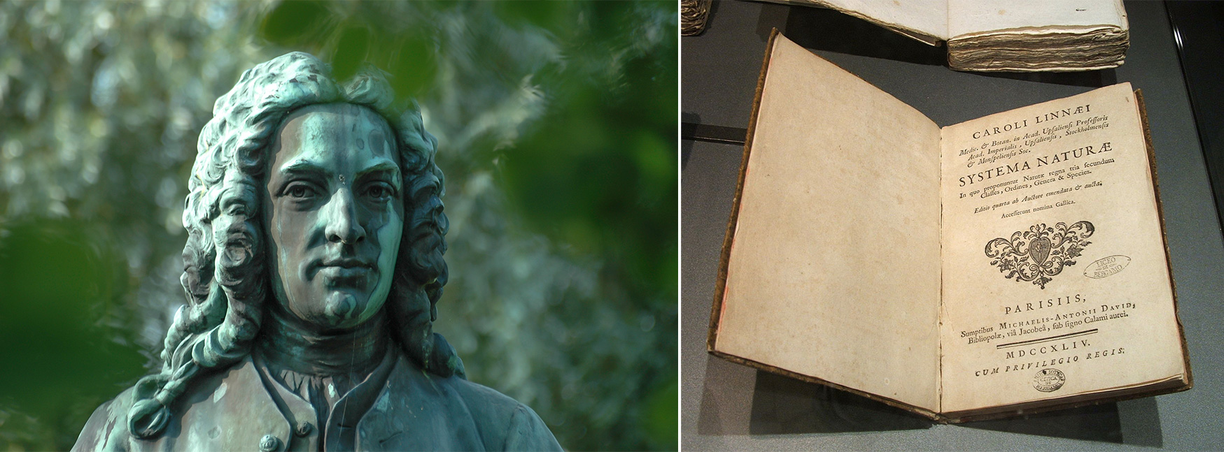 Carl Lineu (1707-1778) um nome a reter entre os antecessores dos taxonomistas