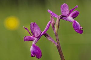 A orquídea-lassa é uma espécie em Perigo de extinção em Portugal