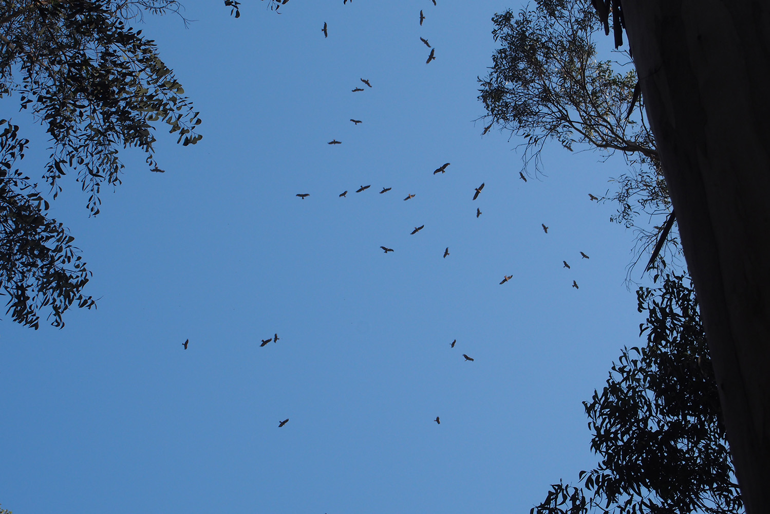 As aves que sobrevoam a Quinta de São Francisco, perto de Aveiro