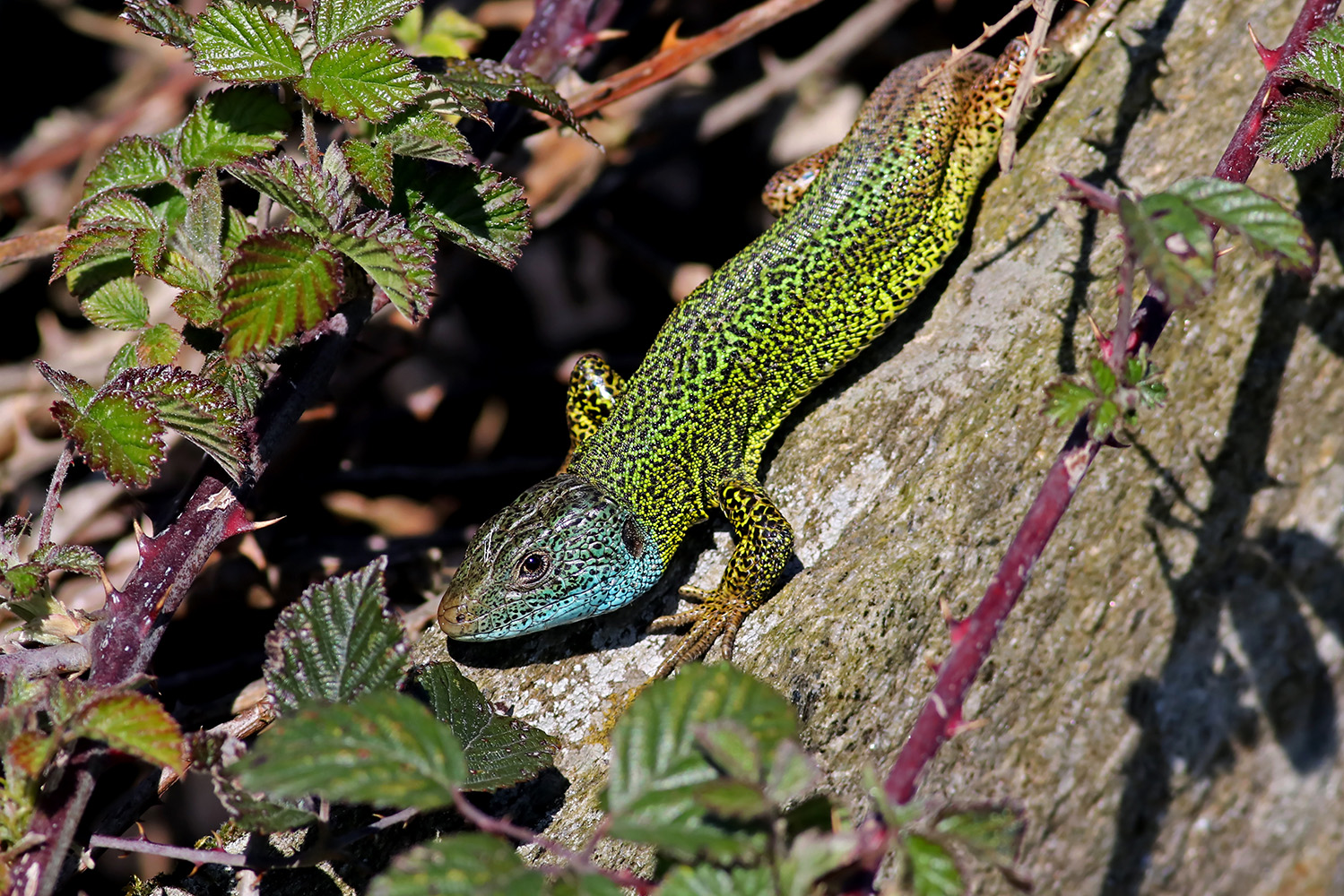 Quinta de S. Francisco: fauna inclui endemismos