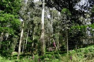 Maiores árvores de Aveiro ficam na Quinta de S. Francisco