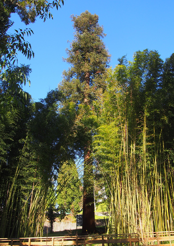 Sequoia com cerca de 40 metros na Quinta de S. Francisco