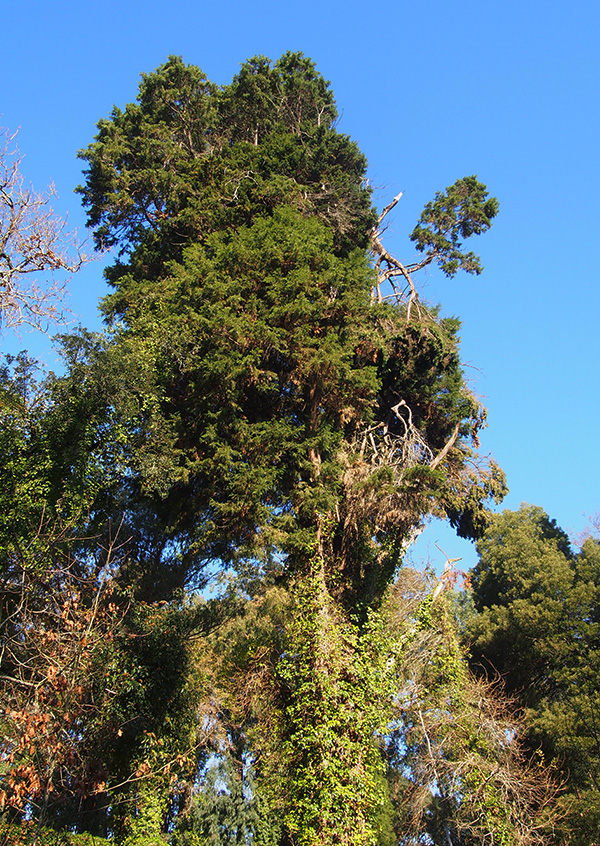 Árvores de vários locais do mundo na Quinta de S. Francisco