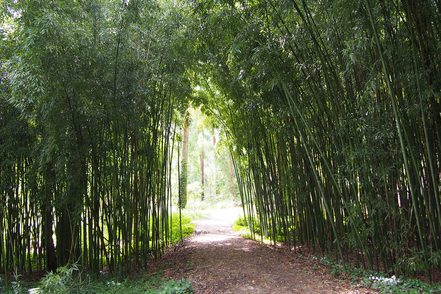 Os bambus da Quinta de S. Francisco, perto de Aveiro