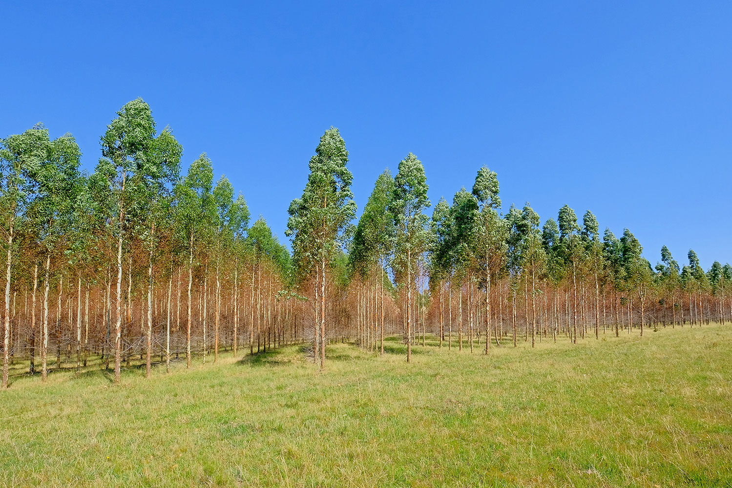 Eucaliptos entre as principais árvores plantadas para produzir papel em Portugal, Brasil, China e Índia