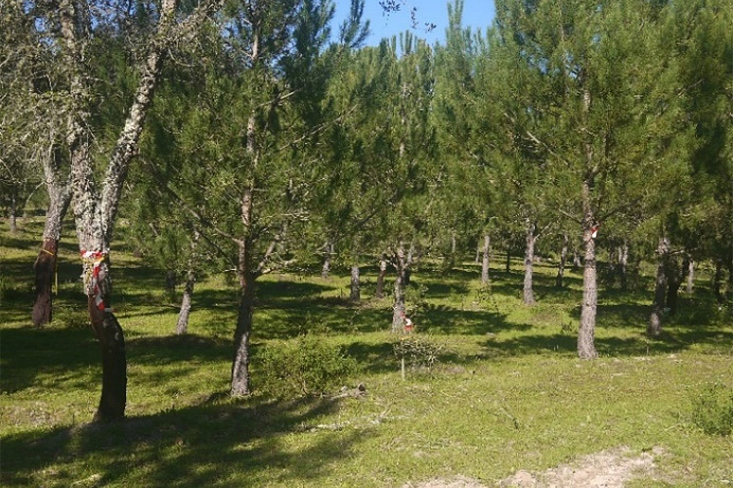 Interior_2_Povoamentos_Mistos
