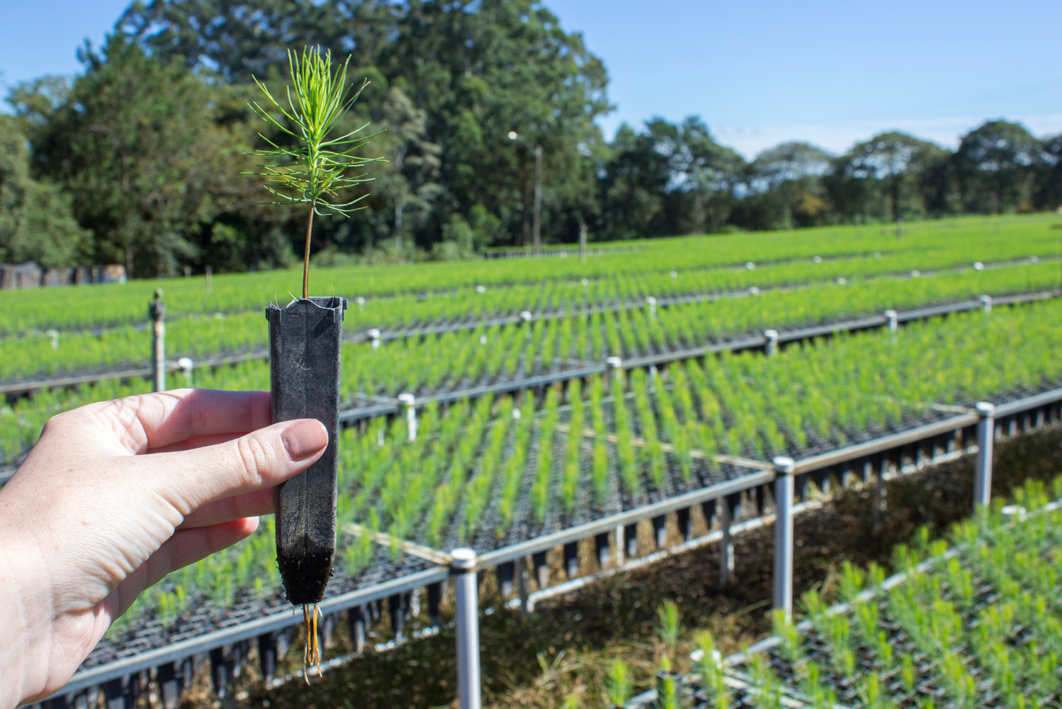 Espruces e pinheiros são as árvores mais plantadas para produzir papel na Europa