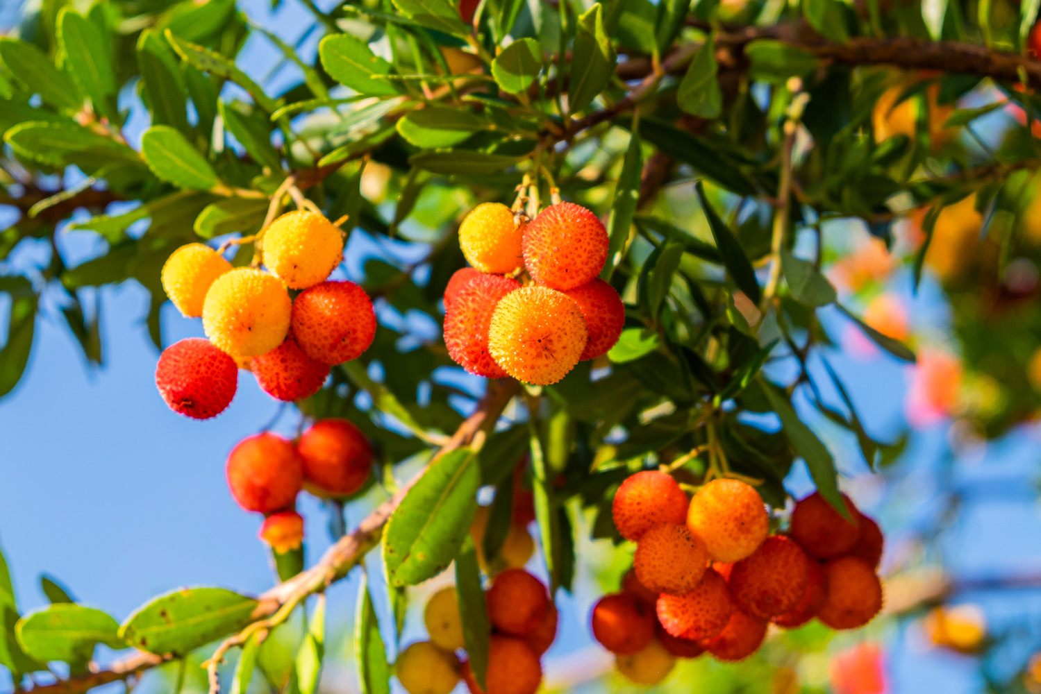 Interior_6_frutos_de_outono