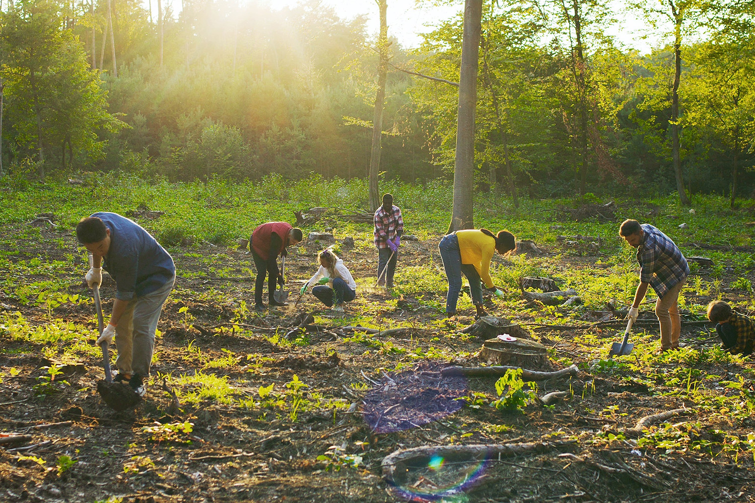 Soluções Baseadas na Natureza para regenerar a floresta