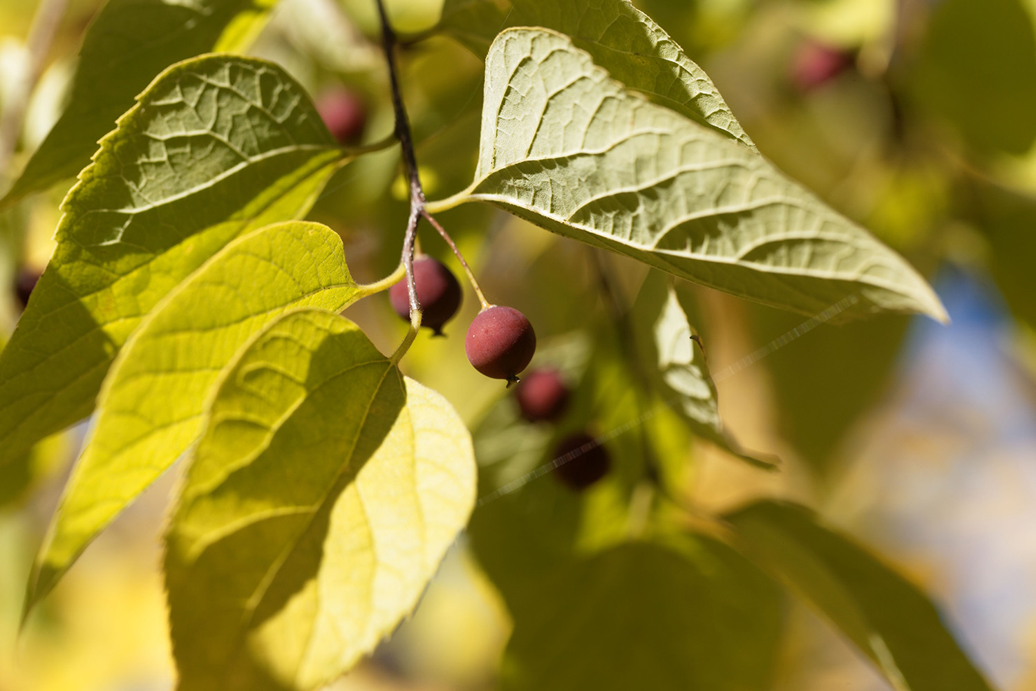 Interior_8_frutos_de_outono