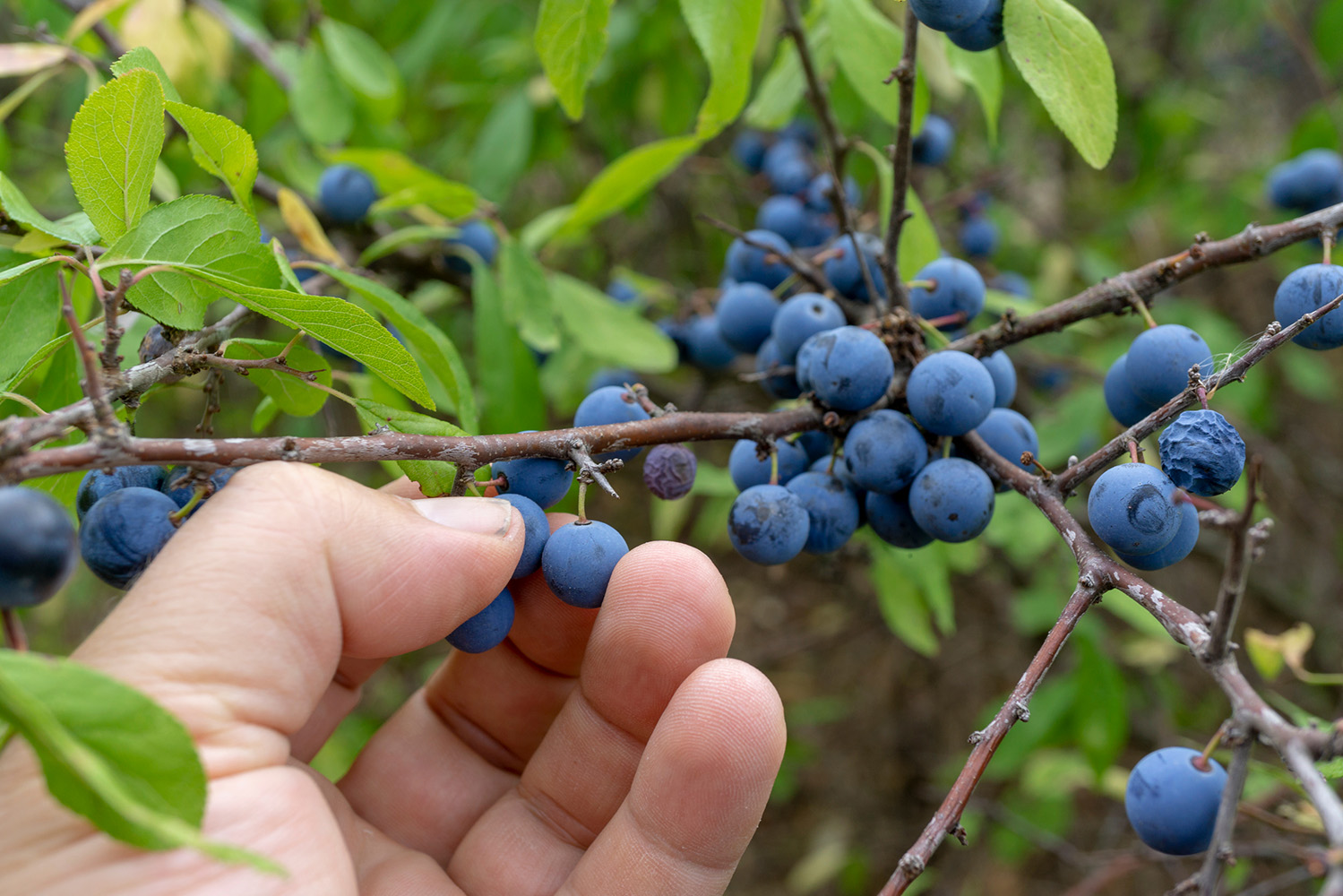 Interior_9_frutos_de_outono