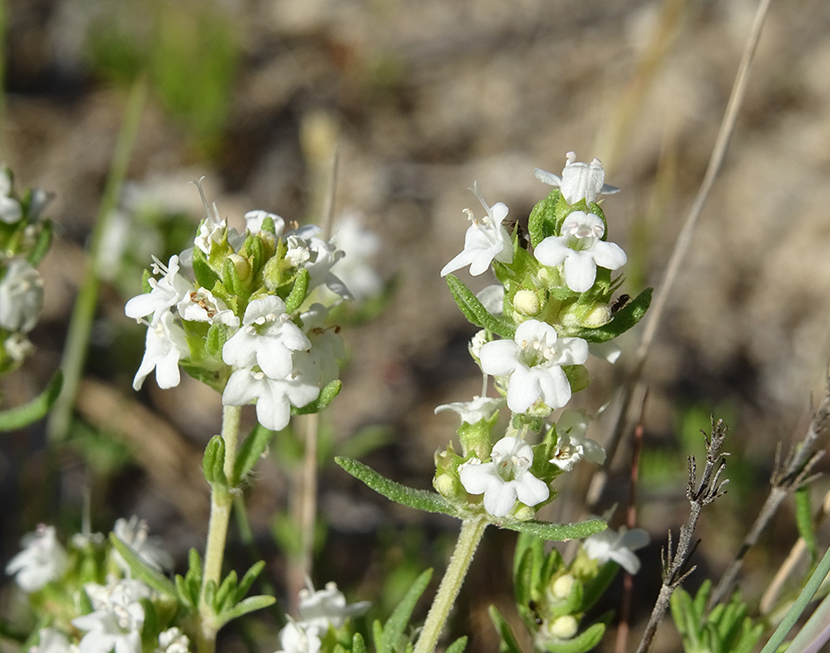 Interior-Comentario_Luis_Pedro_Salvador