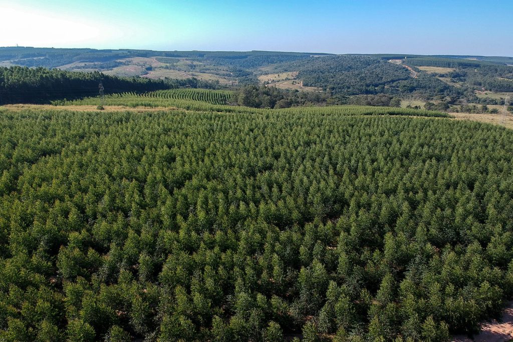 Interior_3_Realidade_Floresta_2025