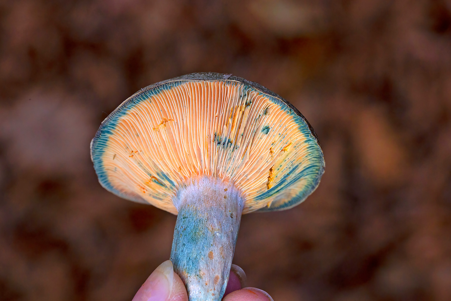 Interior_4_cogumelos_lactarios Interior_4_cogumelos_lactarios