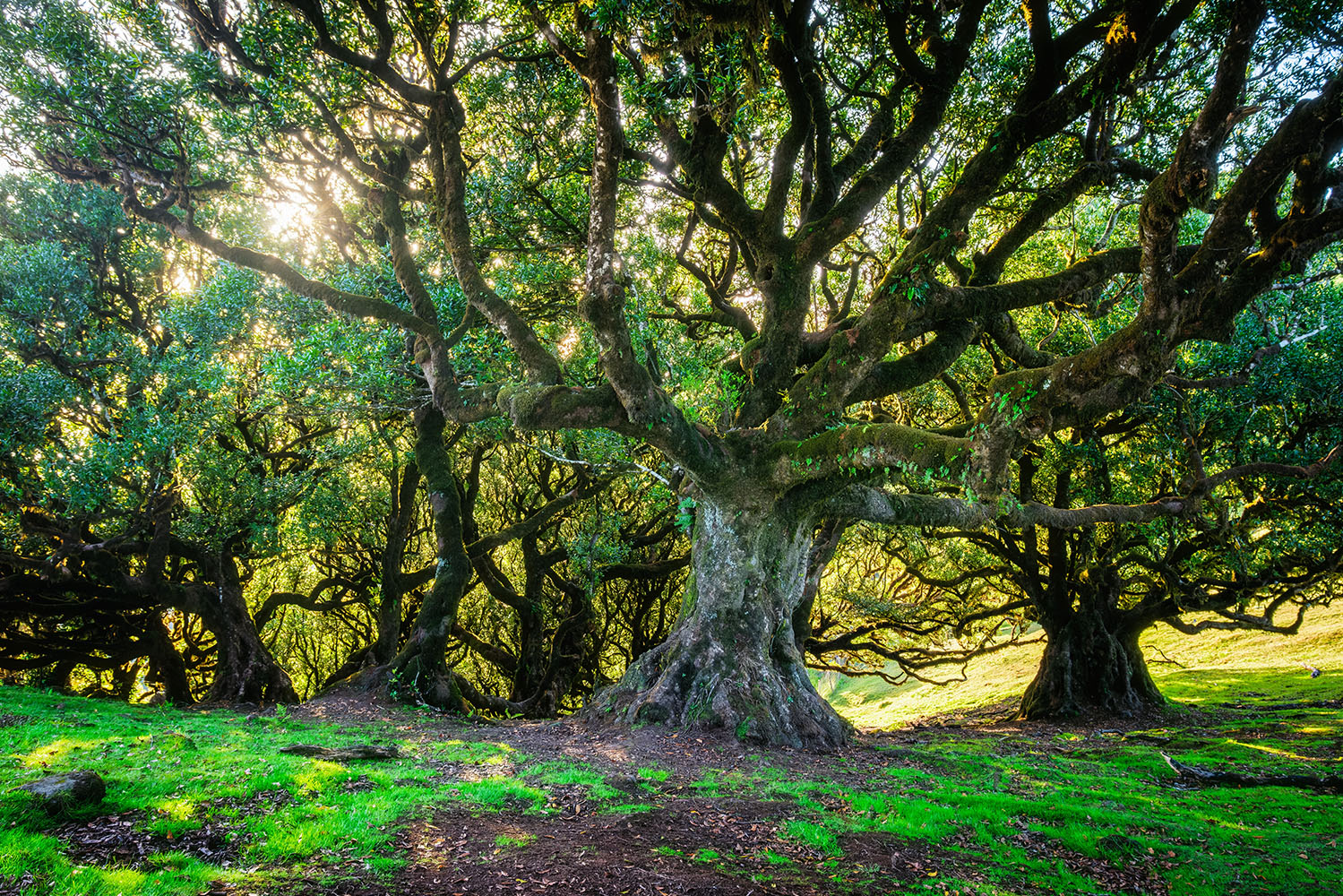 Interior_5_Realidade_Floresta_2025