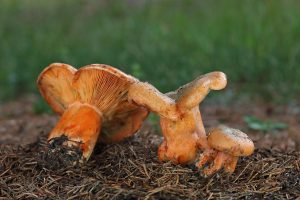 Interior_5_cogumelos_lactarios Interior_5_cogumelos_lactarios