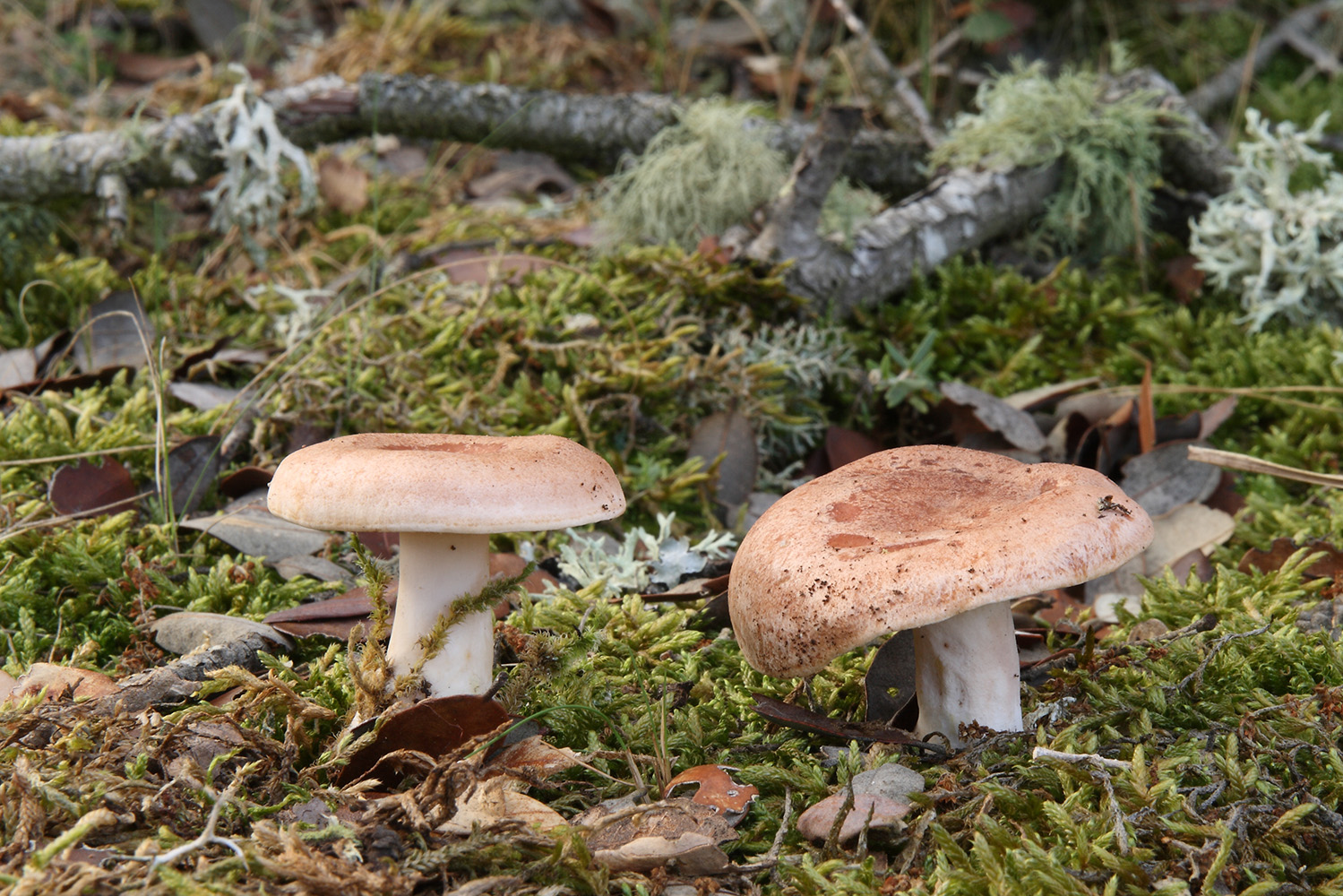 Interior_7_cogumelos_lactarios Interior_7_cogumelos_lactarios