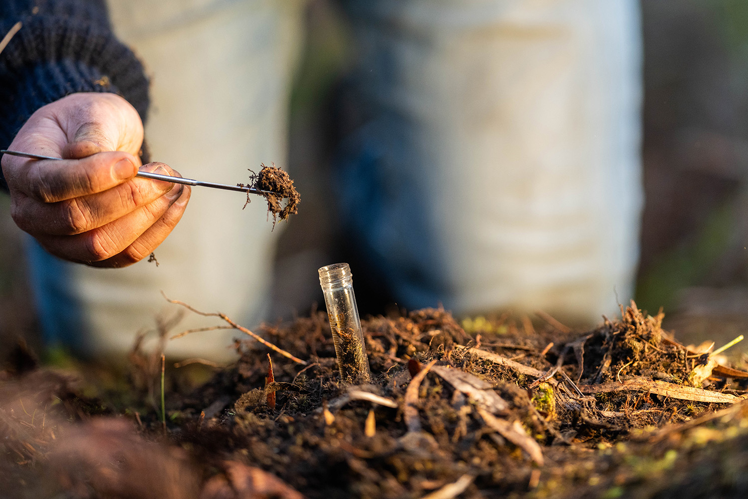 Conhecer para melhorar o microbioma do solo