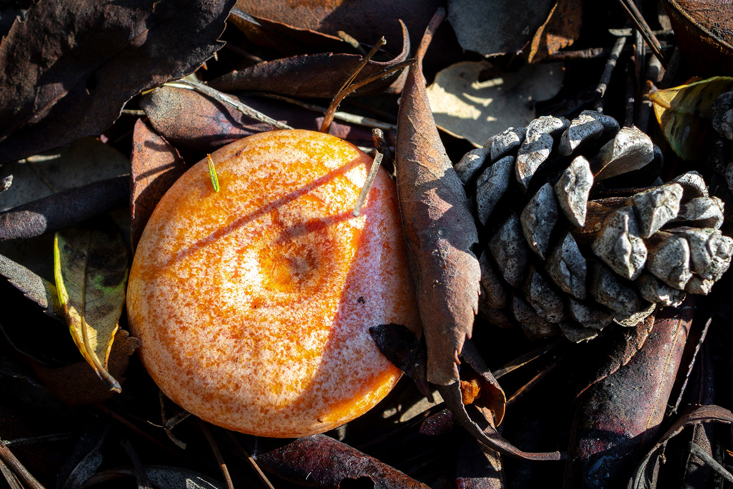 Interior_8_cogumelos_lactarios Interior_8_cogumelos_lactarios