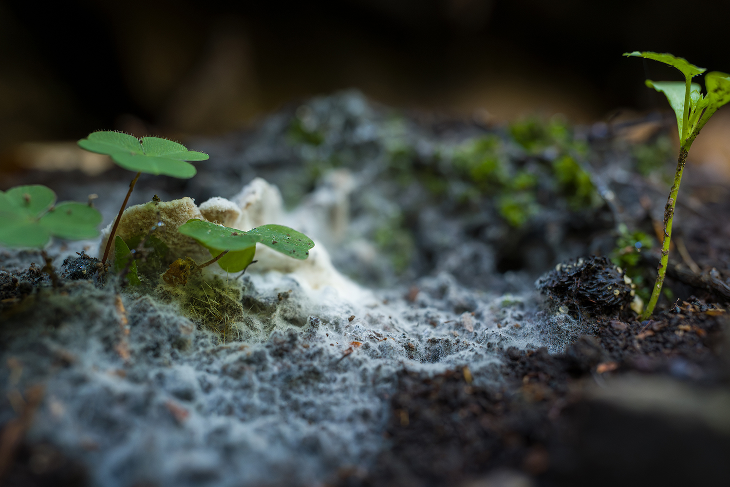 Interior_Horizontal_Isabel_Brito