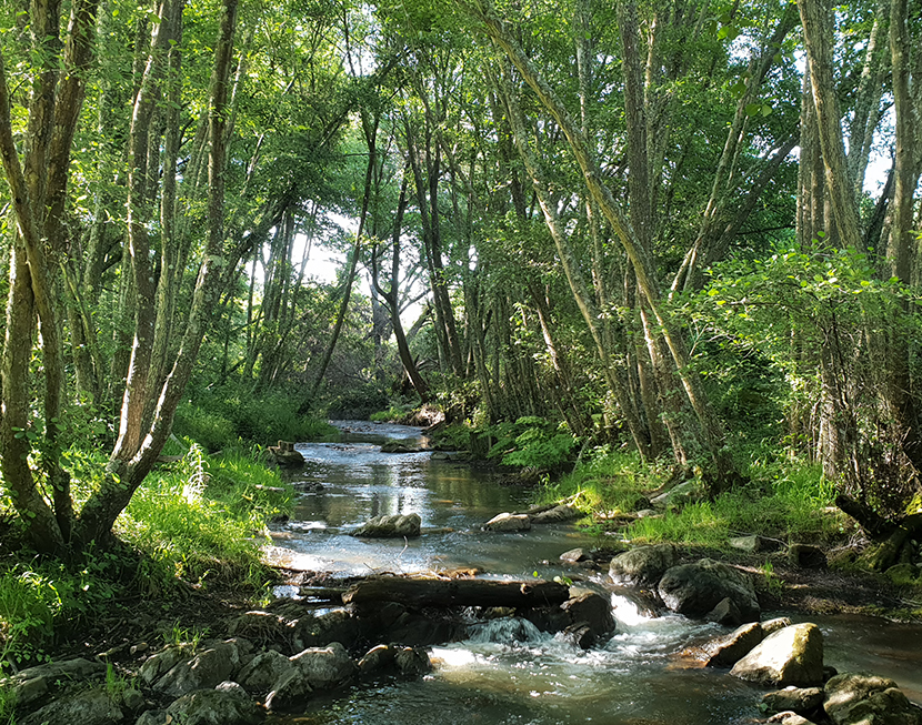 A preservação de valores naturais em plantações florestais, por Nuno Rico