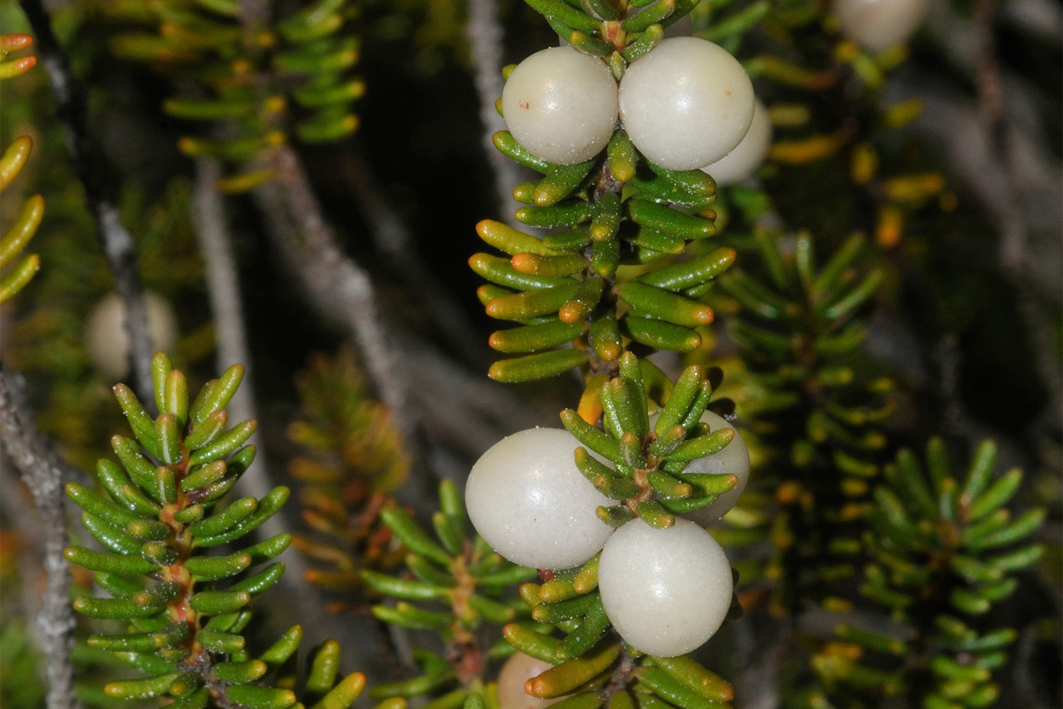 Interior_1_Conhecer_Camarinha