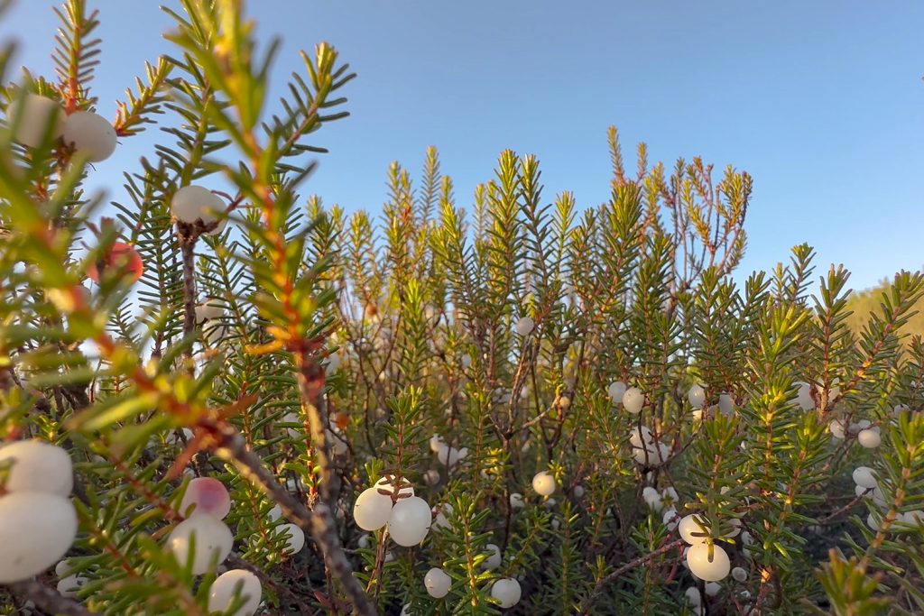 Interior_2_Conhecer_Camarinha