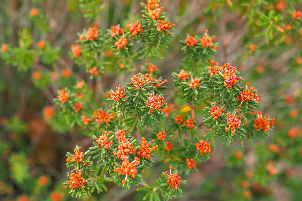 Interior_3_Conhecer_Camarinha