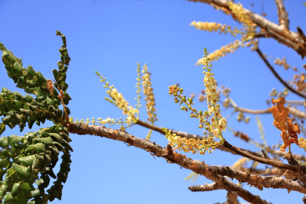 A árvore do incenso: detalhes das folhas e flores