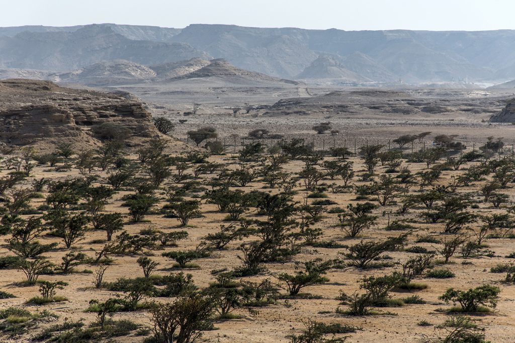 A árvore do incenso é plantada pela sua resina