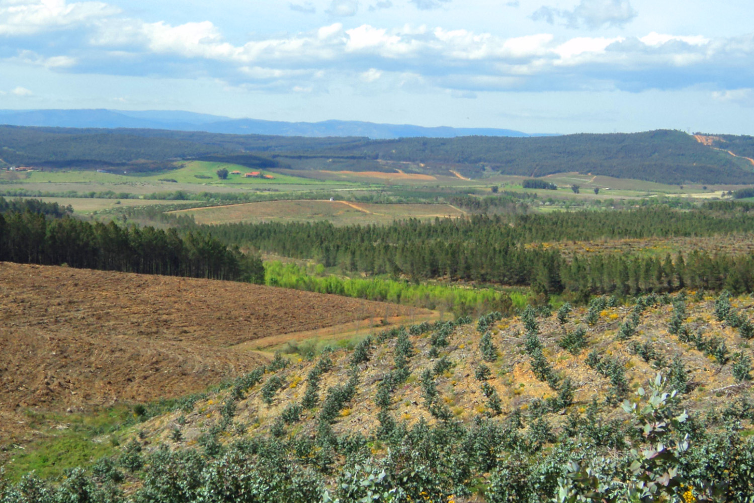 Interior_4_novas_florestacoes Interior_4_novas_florestacoes