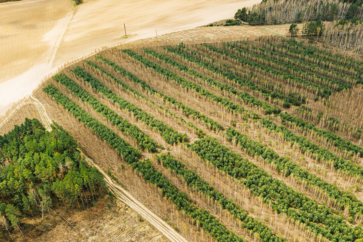 Interior_5_novas_florestacoes Interior_5_novas_florestacoes