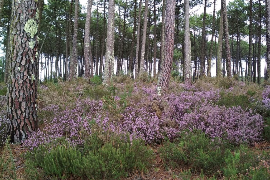 Interior_6_Conhecer_Camarinha