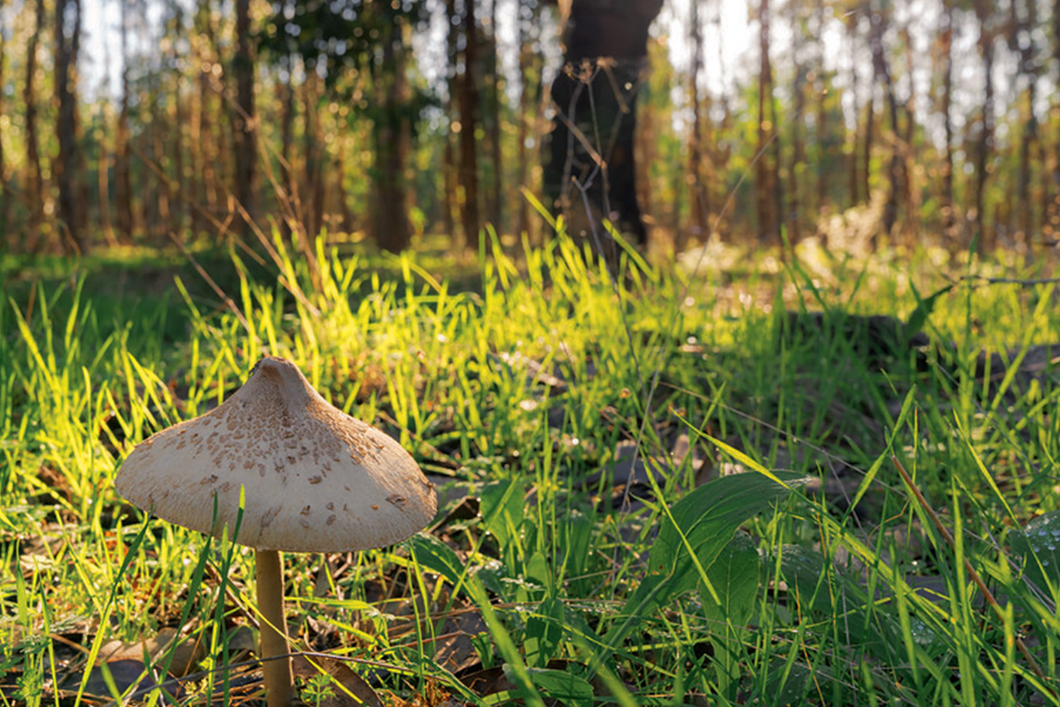 Interior_6_novas_florestacoes Interior_6_novas_florestacoes