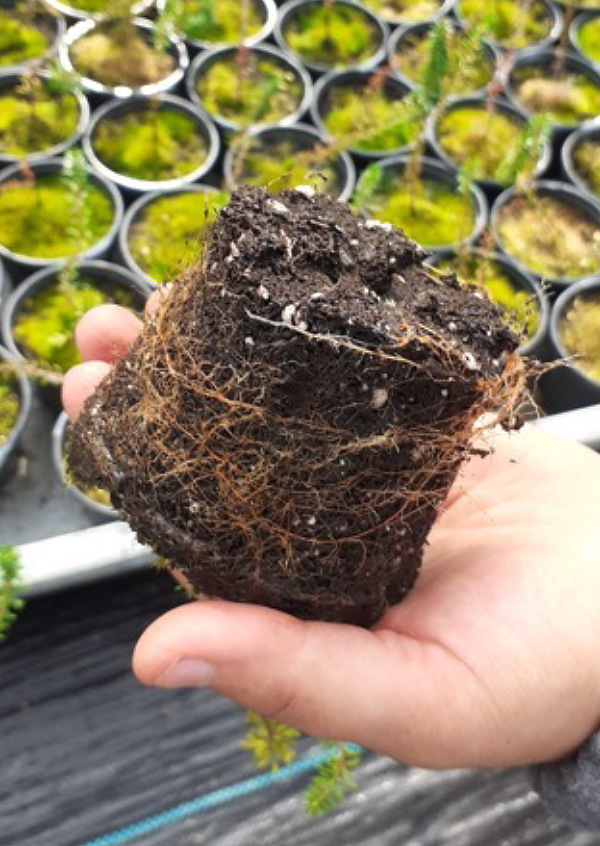 INIAV promove reprodução da Camarinha INIAV promove reprodução da Camarinha